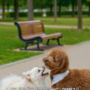 주식회사 펫프렌즈 네이버블로그