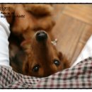 개털깎는남자 이미지