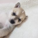 콜드베이켄넬 이미지