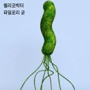 위암 발생억제 방법 이미지