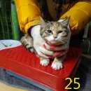 학익동물병원 이미지