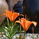 하늘나리 민박 이미지