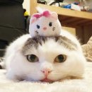 착한 고양이 Daum카페