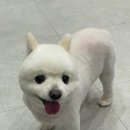 내동애견 이미지