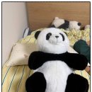 올포 | 와이드베개 키즈 베개 올포홈 아이 낮잠베개 후기