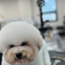 펫아카데미경남학원 네이버블로그