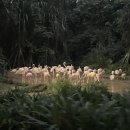 파라다이스아파트 횡단보도 | May 2025, Singapore, Day 4-2 : 걷고또걷고