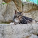 고양이정원 이미지