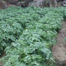 우승농장 이미지