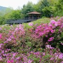 철쭉동산 이미지