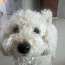 순수하개 | 털랭이 미용한 날, 청라 애견 미용 ‘순수하개’ 블루클럽 대신 가는 그곳.