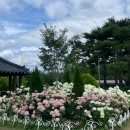 구리한강시민공원 수국 명소 후기 🌸 능소화까지 예쁜 서울 근교 나들이 추천 (주차·화장실 정보)