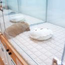 이정훈 강아지 이미지