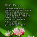 고마리
