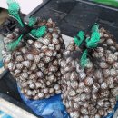 뻘낙지수산 이미지