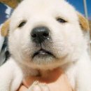 방이샤브샤브칼국수건대점 이미지