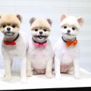 세종클래스애견미용학원