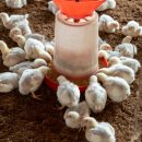 정식축사 이미지