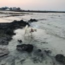 깡촌강쥐 이미지