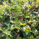 별이네농장 이미지