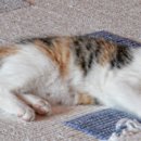 빛나는 세탁 이미지