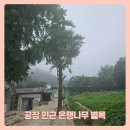 파주로 은행나무길 | 충남 아산 은행나무 벌목