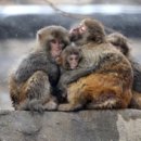 인형의 거리(원숭이 이미지