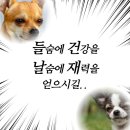 행운 이미지