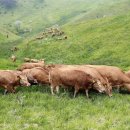 한우야한우야 이미지