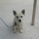 살구나무집민박 이미지