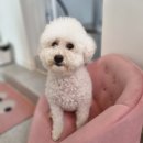 리틀댕댕 이미지