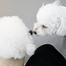 멜리애견유치원 이미지