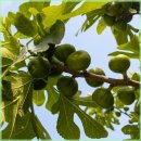 용수 농장 | 건강한 활력 충전 도와주는 인생 과일 [고품질 영암 생 무화과 GAP 청 홍무화과] 직접 먹어본 후기