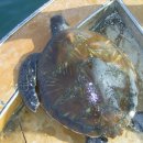 행운수산 이미지