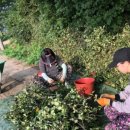 철원고구마 이미지