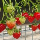 이창현 농장 이미지