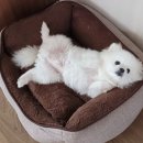 아이파크 애견미용실 이미지