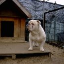 명품켄넬 이미지