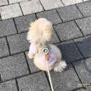 강아지 산책 시기 언제부터? 강아지 하네스·자동 리드줄·리카리카 이동가방까지 준비 후기