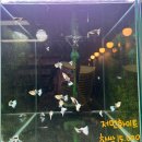 구피 | 물집사 입문 후기 / 구피 종류, 구피 키우기 (오산 꿈꾸는수족관)