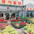 들꽃다육식물 이미지