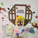 삼성애견 이미지