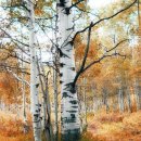 자작나무 이미지