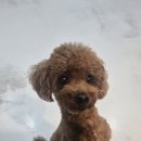 윤앤퍼피 이미지