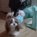 멍뭉이 이발소 이미지