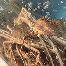 묵호항 자연산 수산물 판매시장 | 묵호항 활어센터 대게 가격 및 꿀팁