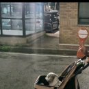 첼로병원 | 16살 시츄 첼로 치아 20개 발치, 치주염