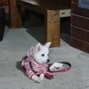 용화수산 | [애견동반 삼척 여행] 구구수산→용화해변→케이블카→숙소 바베큐까지~