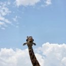 세렝게티 이미지