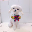 살롱드 꽃개 이미지